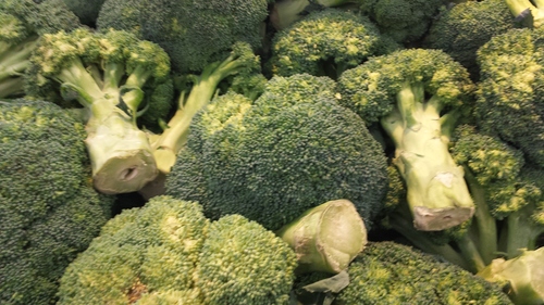 broccoli farm
