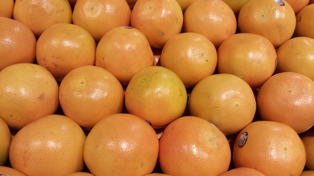 grapefruit from the orchard