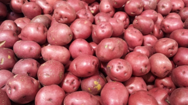 harvested organic potatoes