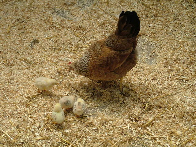hen chicks