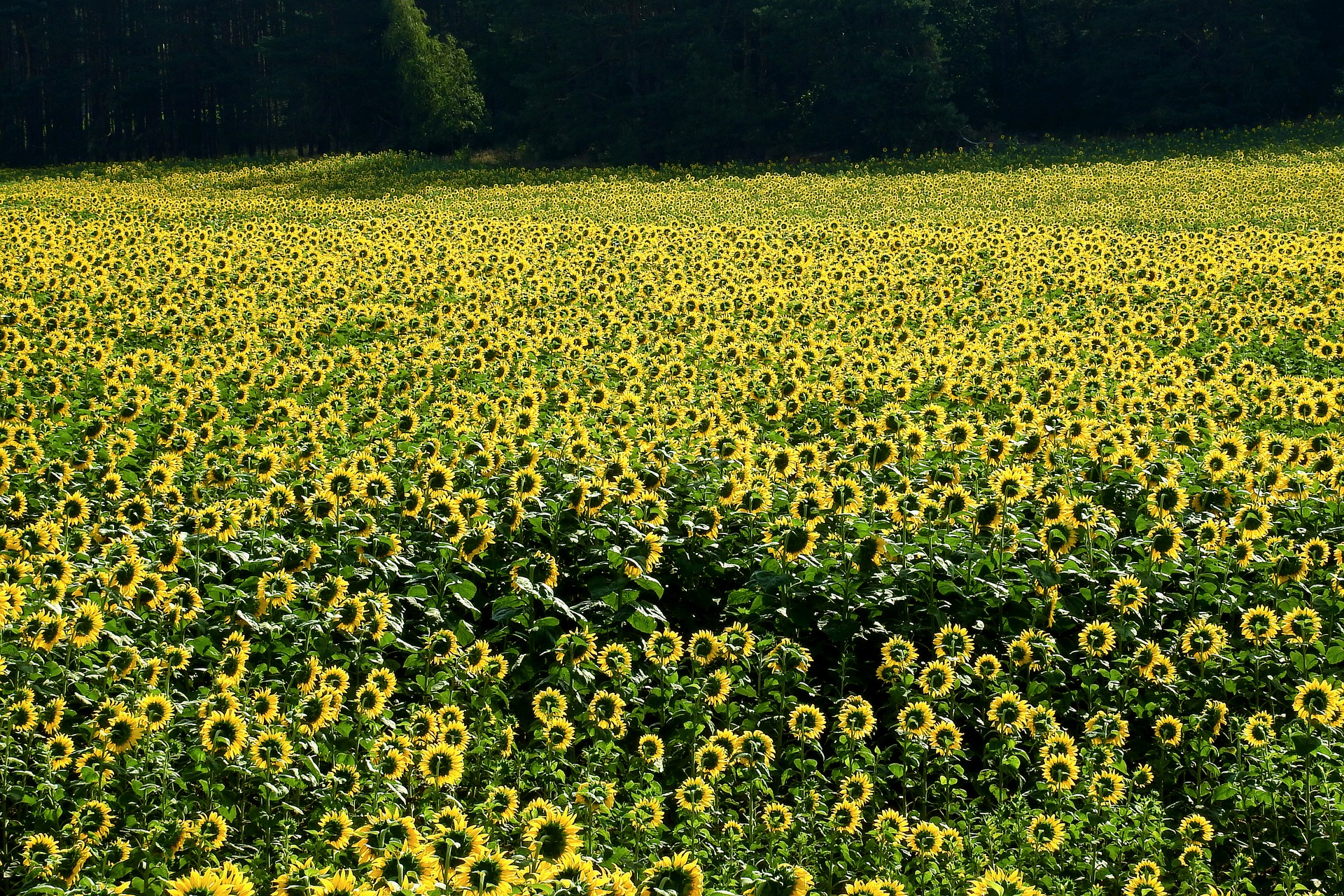 start a sunflower farm
