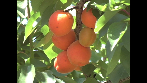 apricot farm