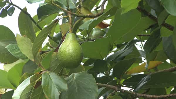 avocado farm