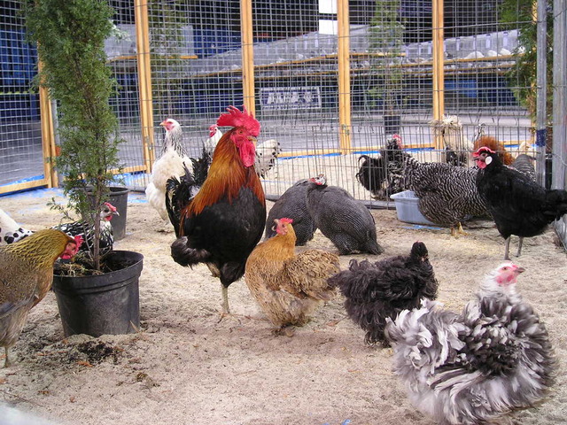 backyard poultry farm