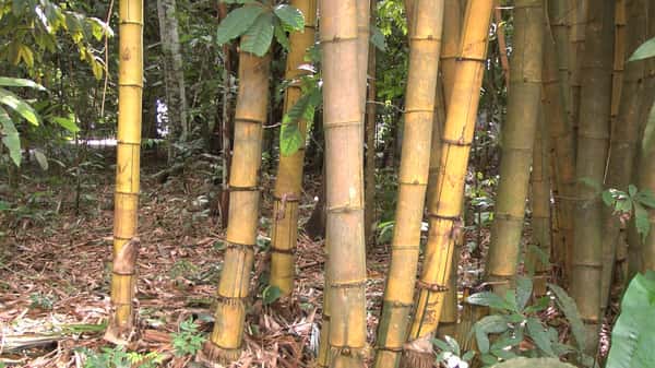 bamboo farming