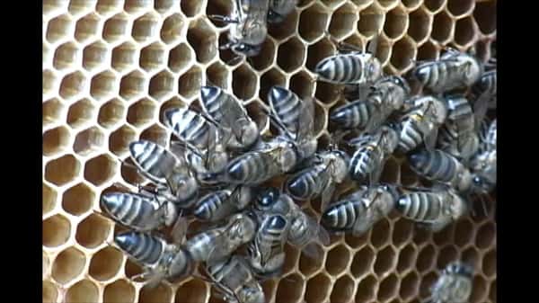 beekeeping business