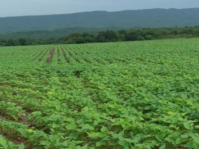 black beans plants