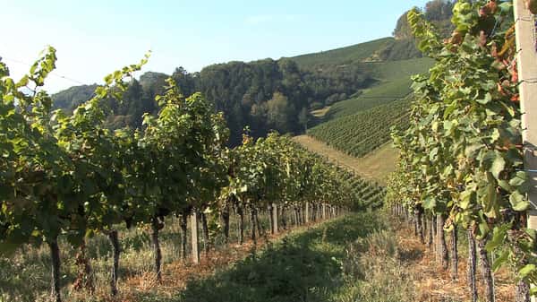 black grapes farm