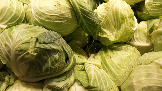 cabbage farming tips