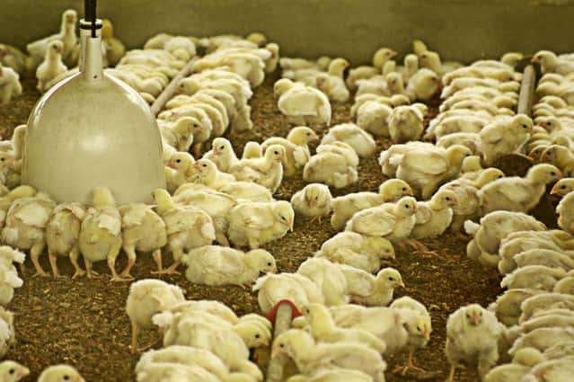 magnolia poultry contract growing