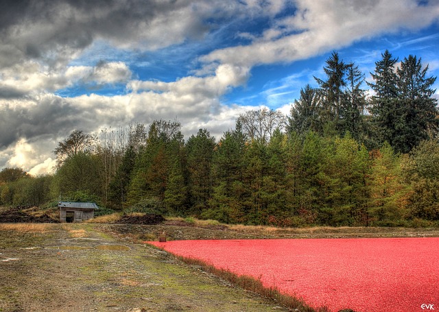 cranberry farming