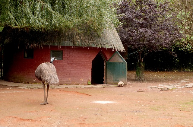 emu bird farming
