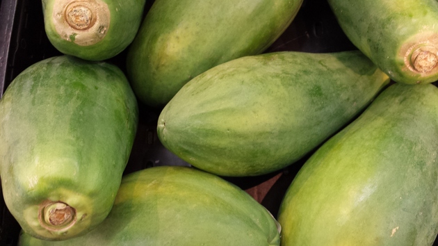 fresh papaya from farm