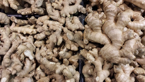 ginger root farming