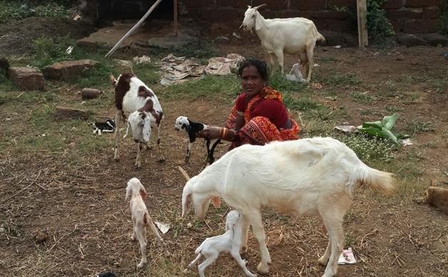 Startup Goat Farming Business