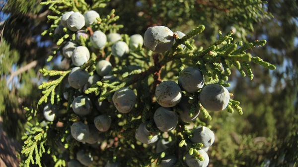 growing commercial blueberries