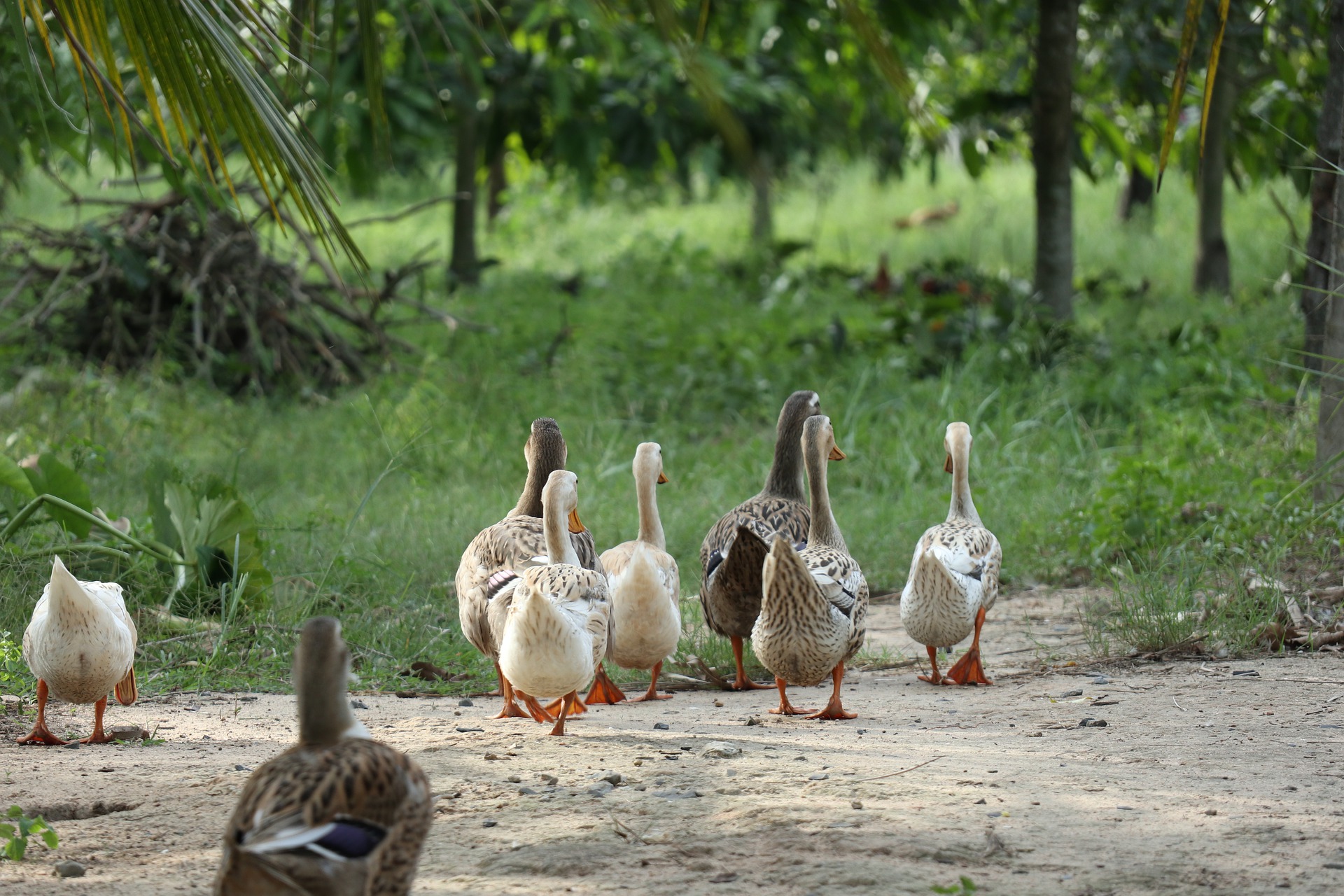 how to start a duck farm