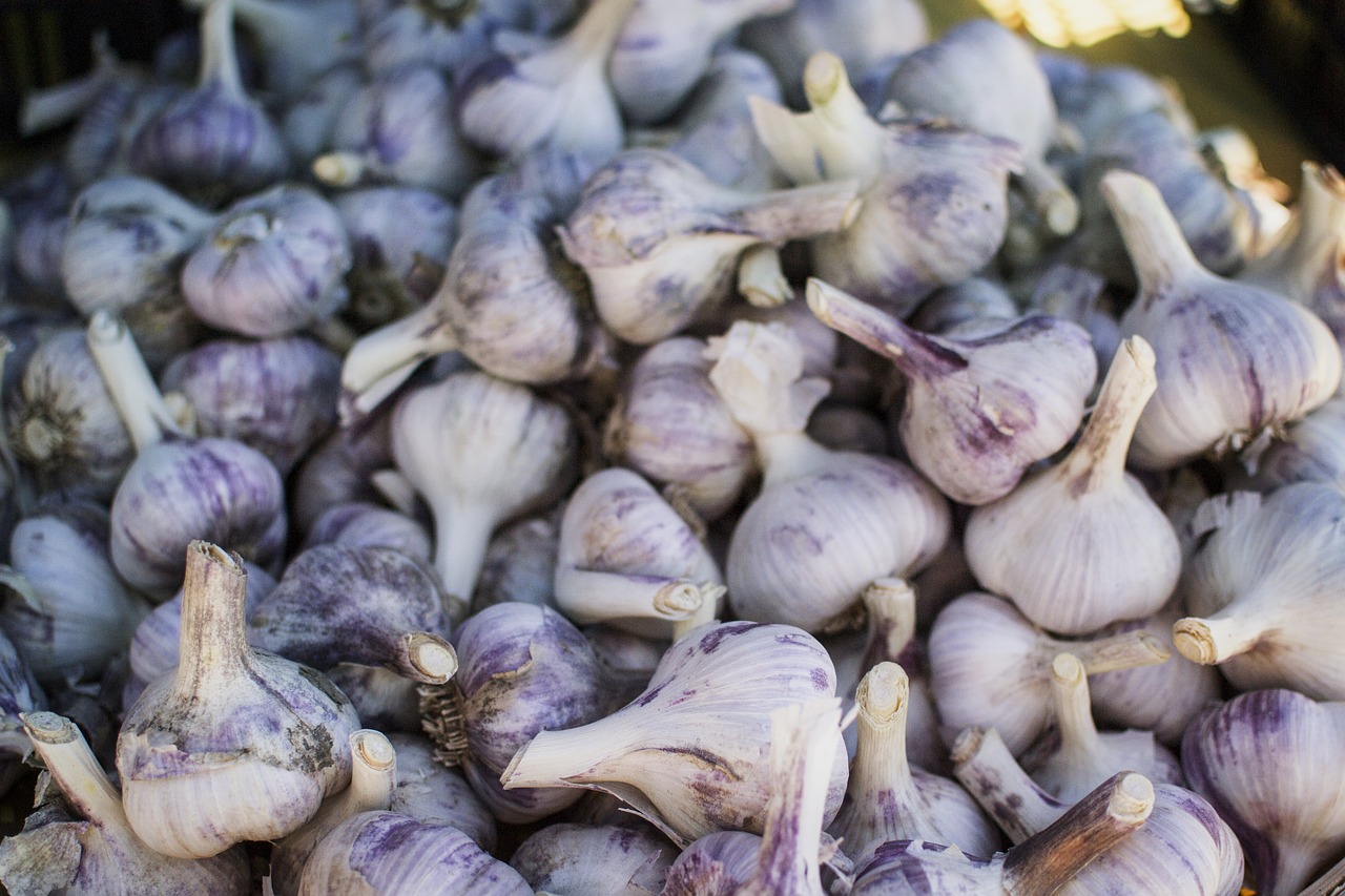 how to start garlic farm