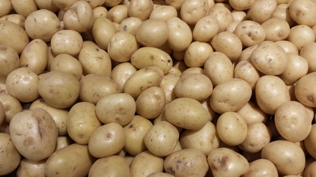 just harvested (fresh dug potatoes)