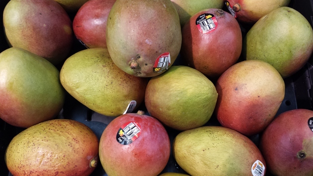 mangoes from orchard