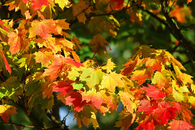 maple tree farming