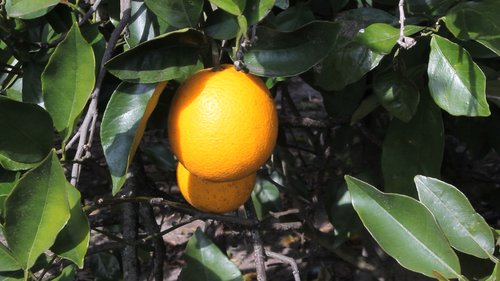 orange tree