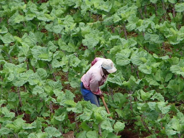 organic farm business