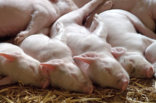 Follow Experts Advise to Start Pig Farming