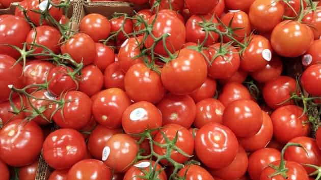 planting tomatoes