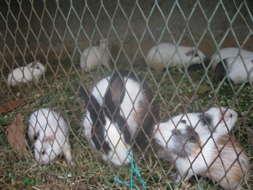 rabbit farming