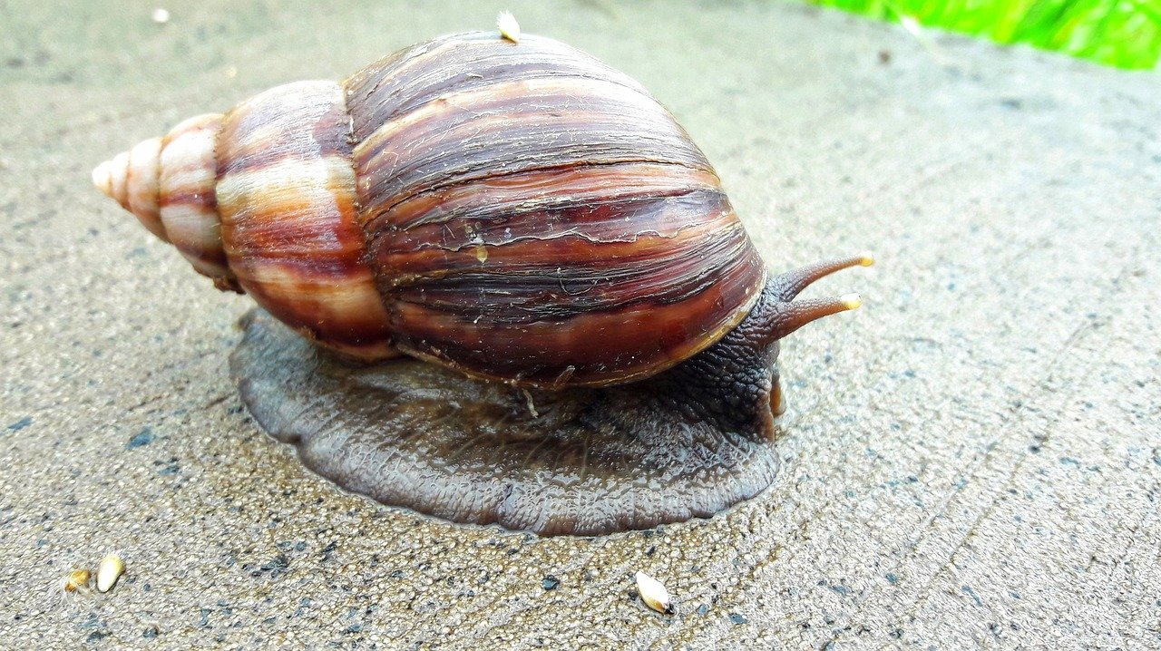 starting a snail farm