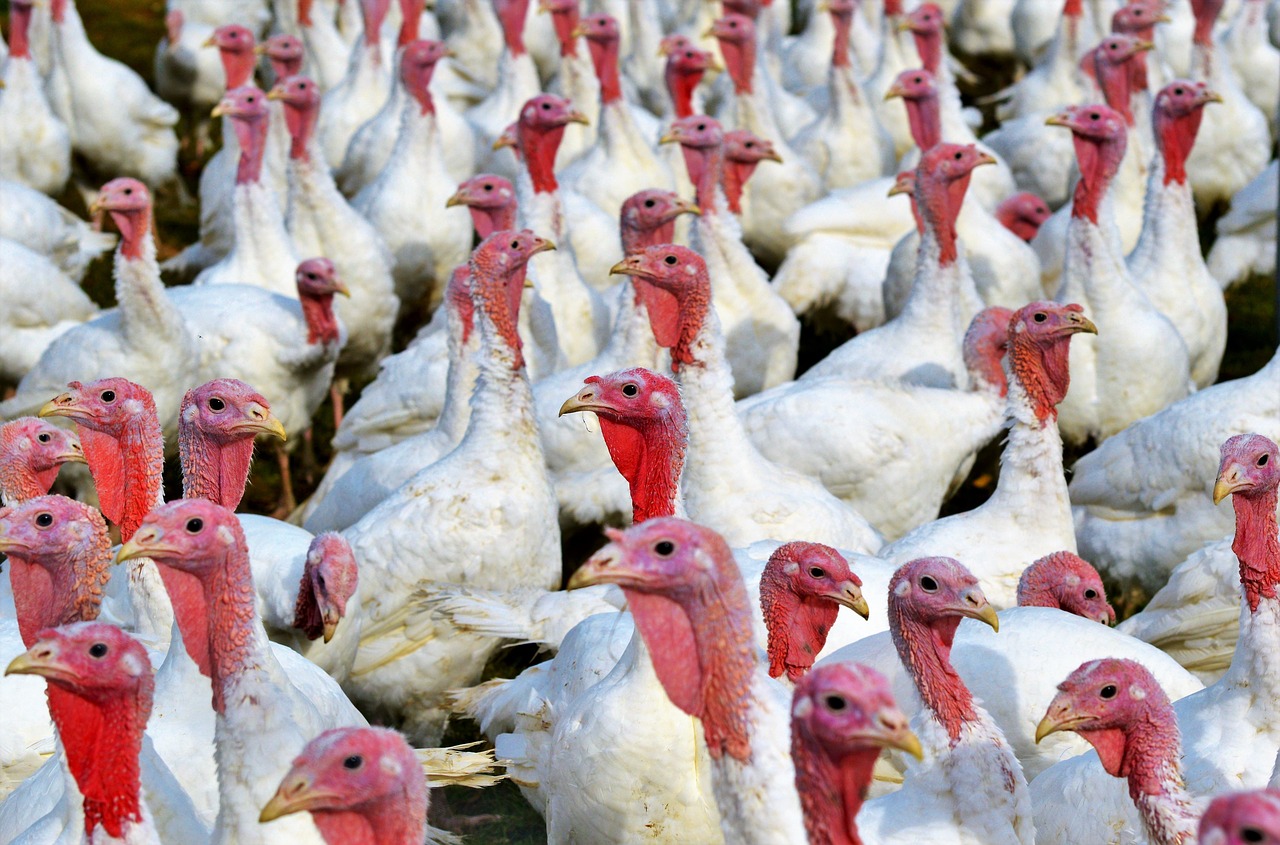 starting free range turkey farming