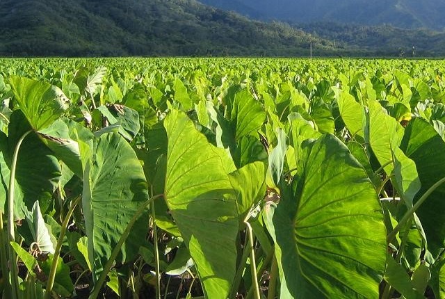 taro or arbi leaves