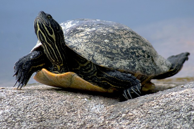 water turtle reptile