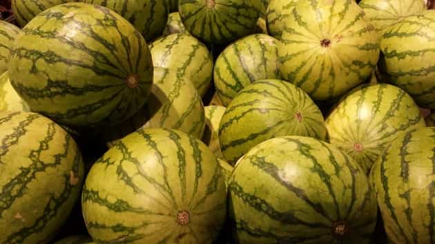 watermelon growing tips